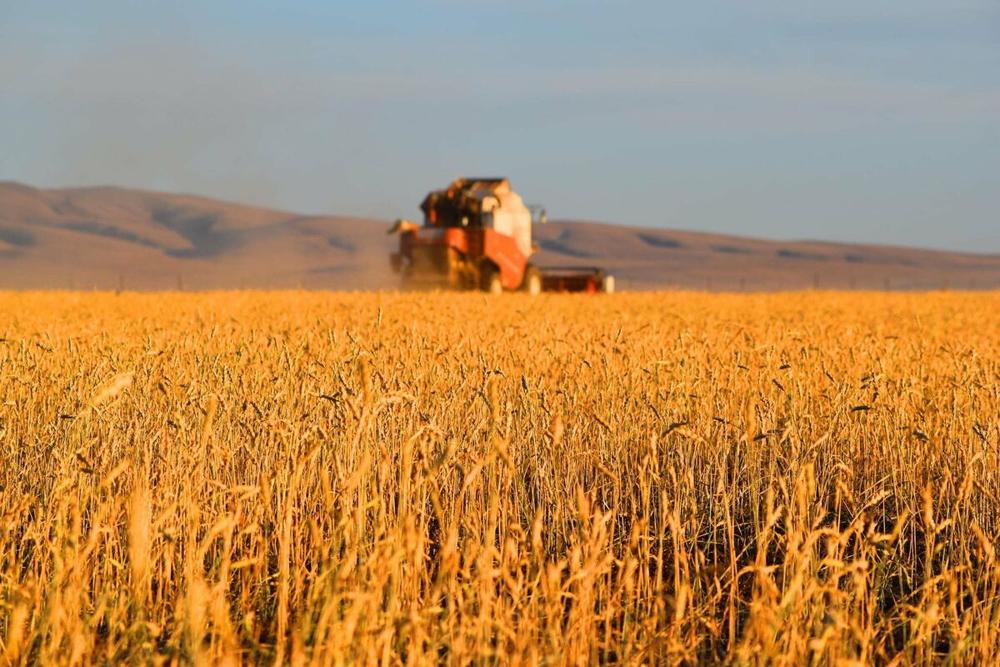 ЗГ: Газар тариалангийн ургац буурсан ч эрсдэлийг бууруулах арга хэмжээ авч байна