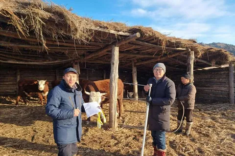 “Грек бяслаг”: Сүүний чиглэлийн бухтай үржил селекцийн ажил гурван суманд хэрэгжүүллээ